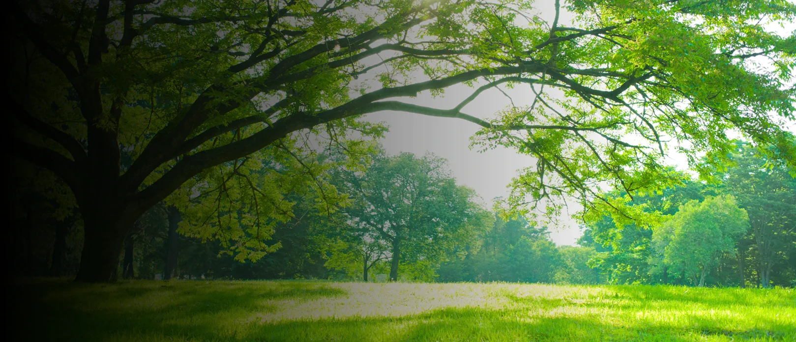 Mountain Area Tree & Landscape hero