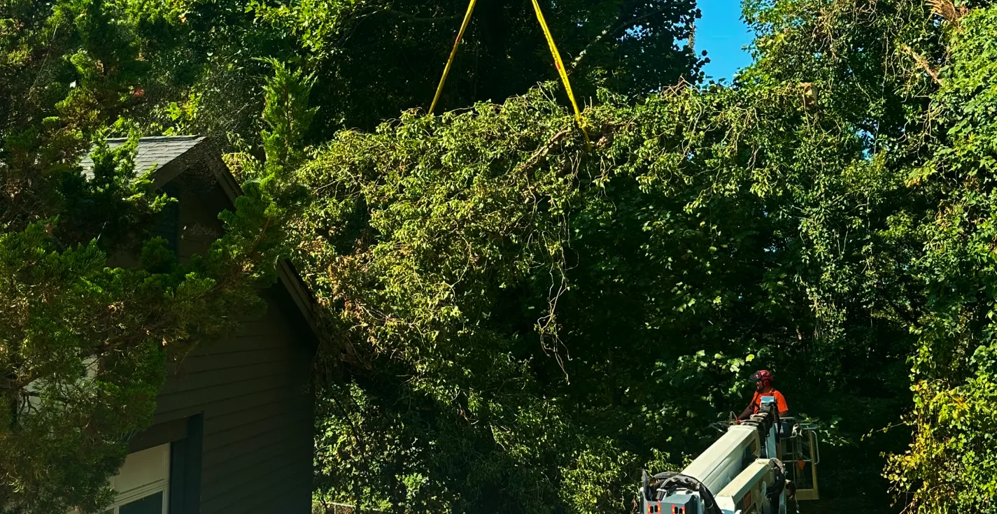 Tree Trimming & Pruning